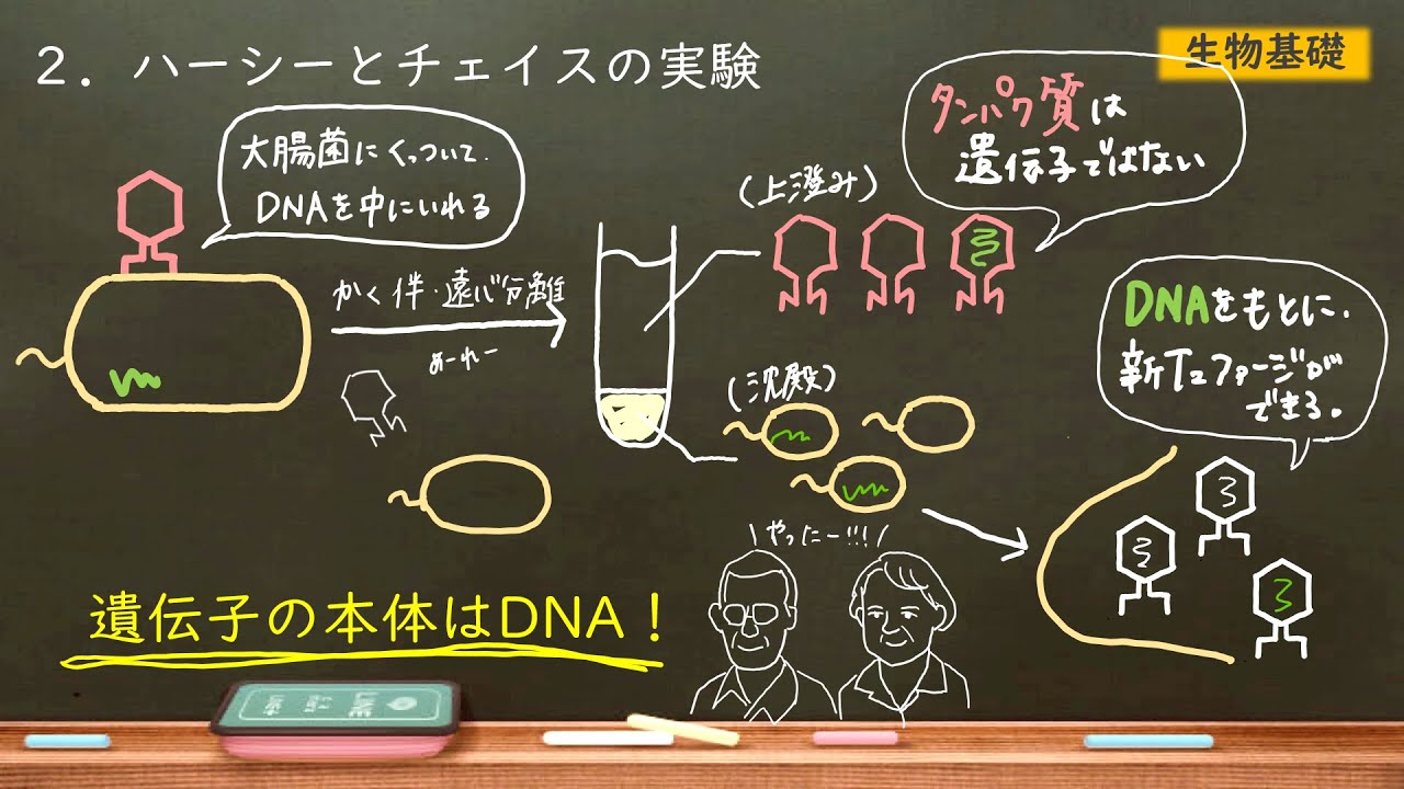 Hershey and Chase's Experiment Made Easy - T2 Phage Experiment