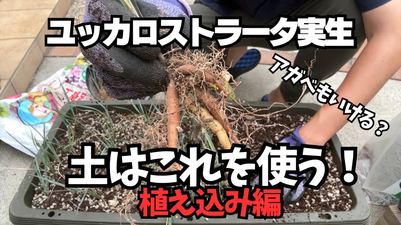 Replanting Yucca rostrata seedlings! From soil preparation to