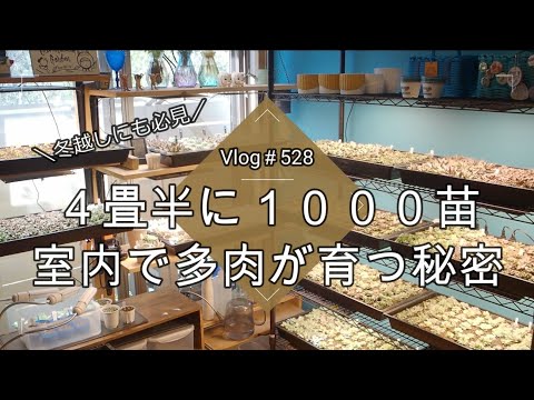 Vlog 528] [Succulents] A must-see for winter survival! 1,000