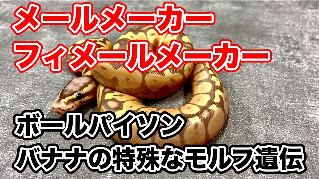 PERFECT BALL PYTHON] Popular with women too! [Banana] - YouTube