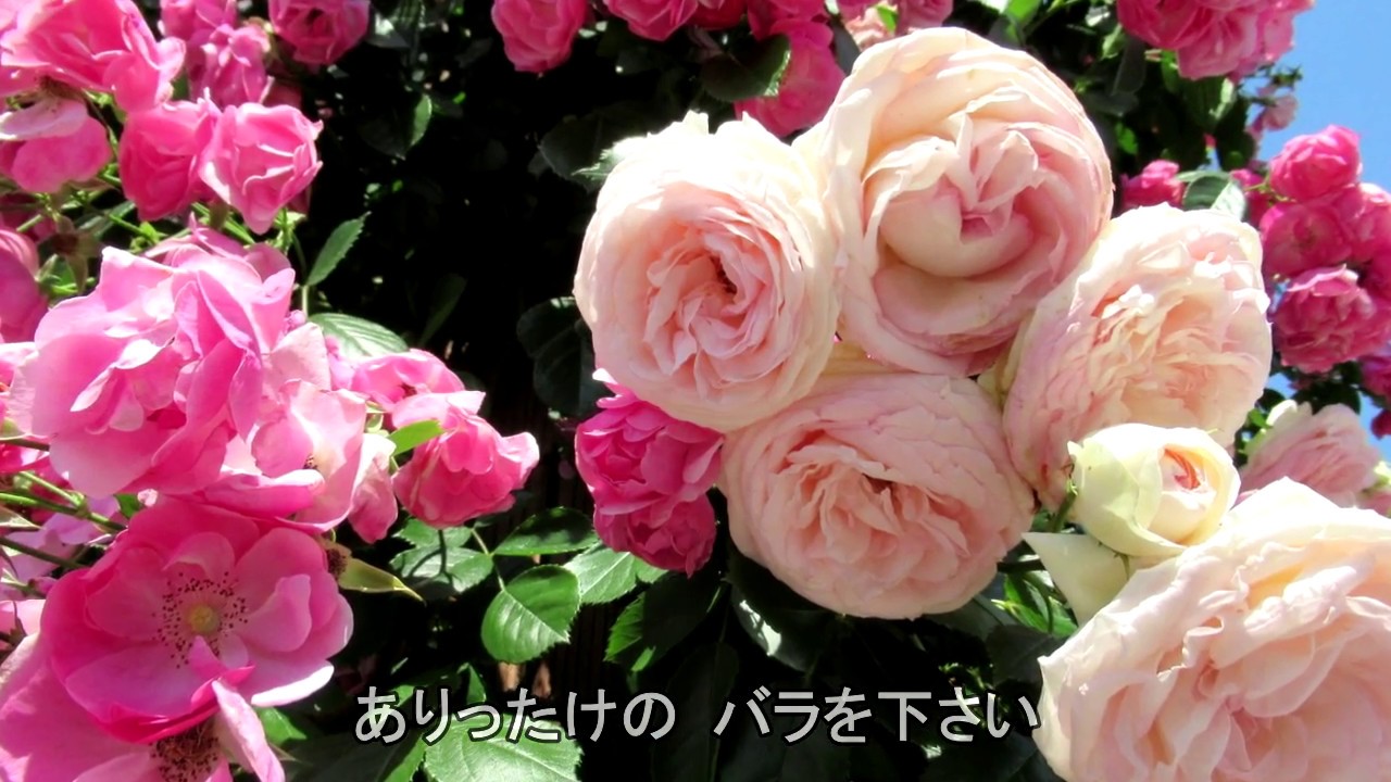 百万本のバラ（久米小百合（久保田早紀）） cover WaShimo（ワシモ