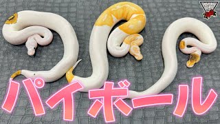 Ball Python Special!! #BallPython #Reptile #HamamatsuCity #Snake