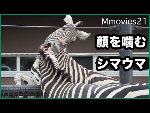 Grant's Zebra 柵越しのグラントシマウマ 時に激しくじゃれ合う - YouTube