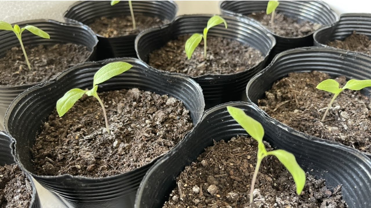 発芽不良から卒業してください！【夏野菜の苗作り】最も簡単な発芽を