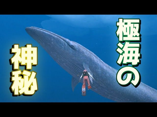 ☆22 [Circulation of Life] Forever Blue: A gentle play-by-play of