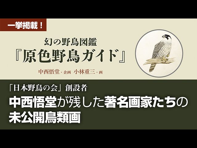 図録発刊】日本野鳥の会の創設者・中西悟堂が残した未公開鳥類図鑑画