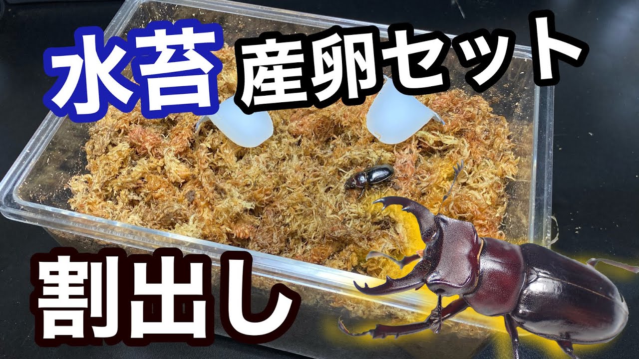 採集禁止!!】超貴重なミヤマクワガタ！？【ミクラミヤマクワガタ