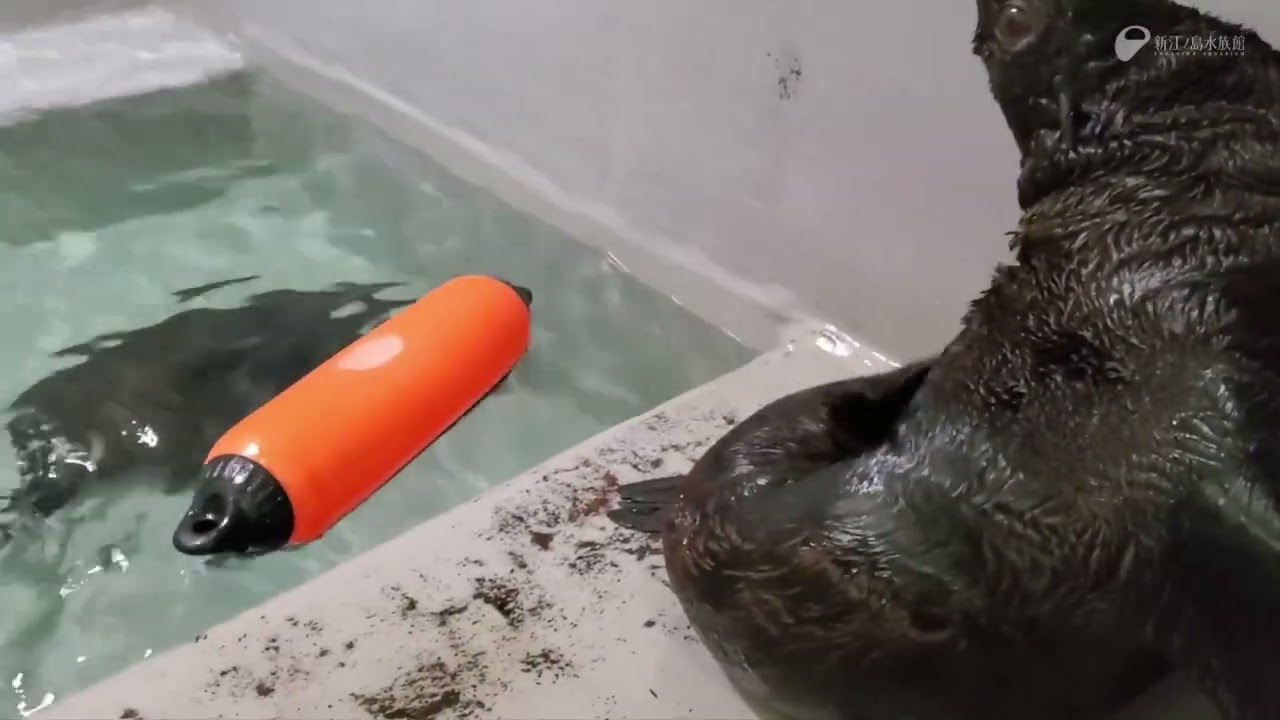 えのすい20周年 ～生き物たちへの感謝～ ミナミアメリカオットセイの