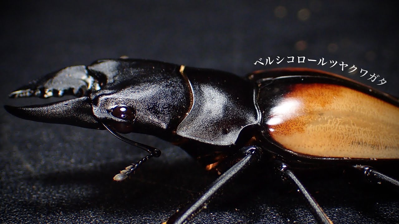 ベルシコロールツヤクワガタの産卵セット割り出し結果【クワガタ飼育