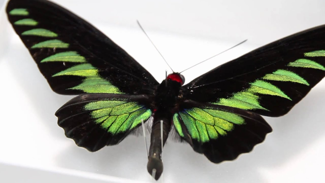 アカエリトリバネアゲハ , 蝶の標本 販売・通販のNatureShop|モルフォ