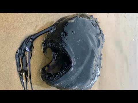 Breaking News] Mysterious deep-sea fish, the anglerfish, washes up