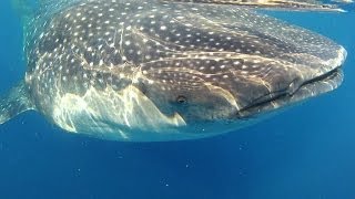 300匹のジンベエザメが群れる海 Whale Sharks,Isla Mujeres,Mexico