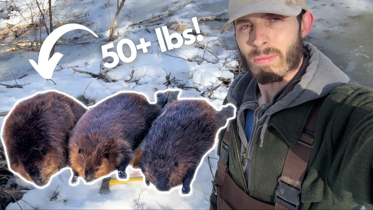 Setting Beaver Traps In Maine - YouTube
