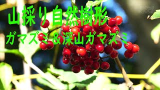 山採り自然樹形] ガマズミ ミヤマガマズミ 美味しい実 - YouTube