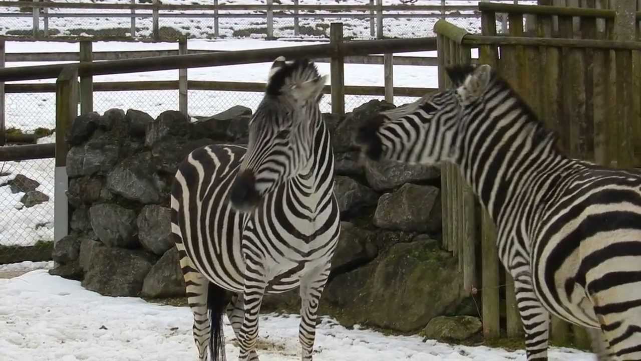 鳴くシマウマ Grant`s zebra sound - YouTube