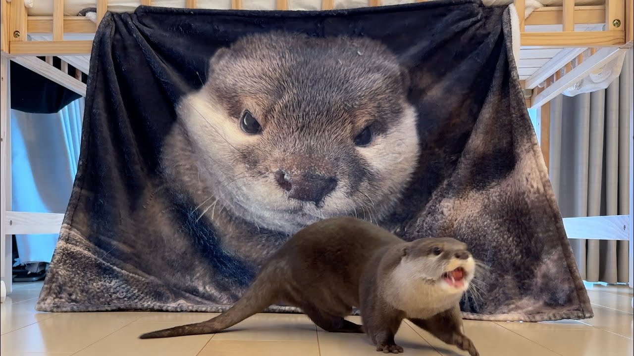 Otter Sakura look-alike blanket and 2024 calendar - YouTube