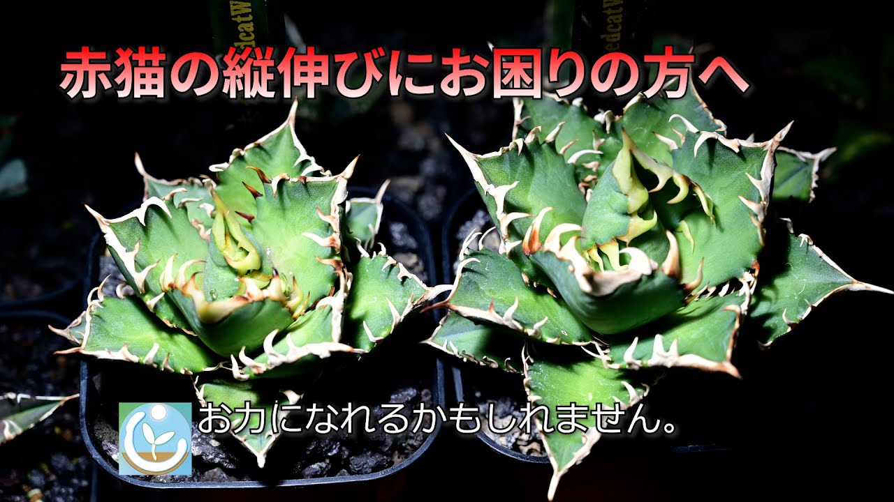 The Red Cat's Vertical Growth] About the Red Catweazle, Agave