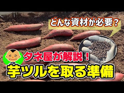 Sweet potato season has arrived!] We will introduce recommended