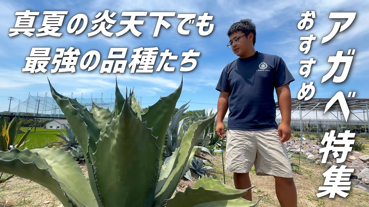 Agave] Introducing recommended varieties that can withstand