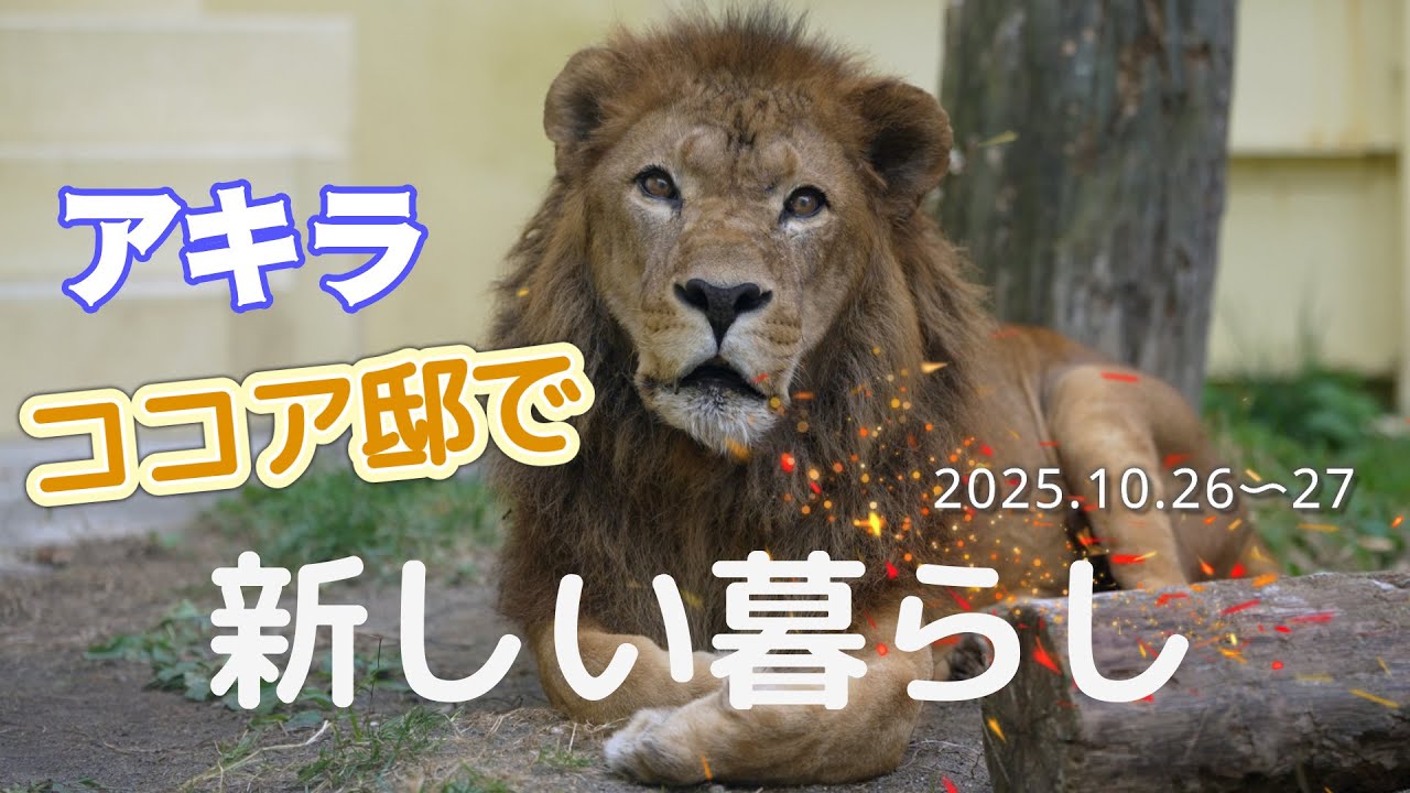 釧路市動物園】高齢ライオン・アキラの穏やかな日々🦁🍁新しい部屋へ