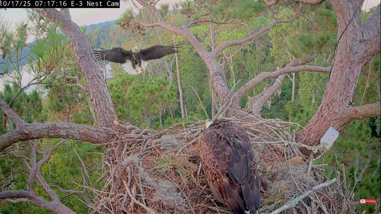 October 17 Alex II, E3-F7 , squirrel bald eagle Kisatchie National