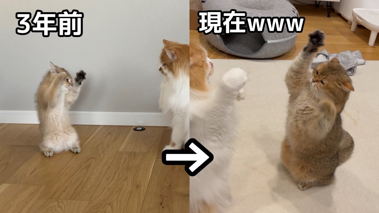 Xで1350万インプのバズり動画から3年経った現在の猫がおもしろすぎたw