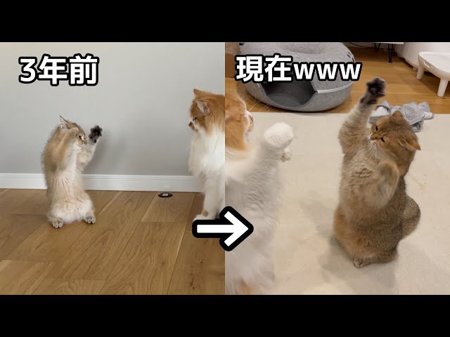 Xで1350万インプのバズり動画から3年経った現在の猫がおもしろすぎたw