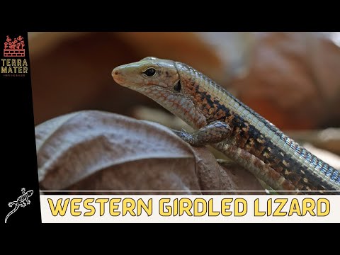 🦎 Introduction: Western Girdled Lizard: Survival in the Wild