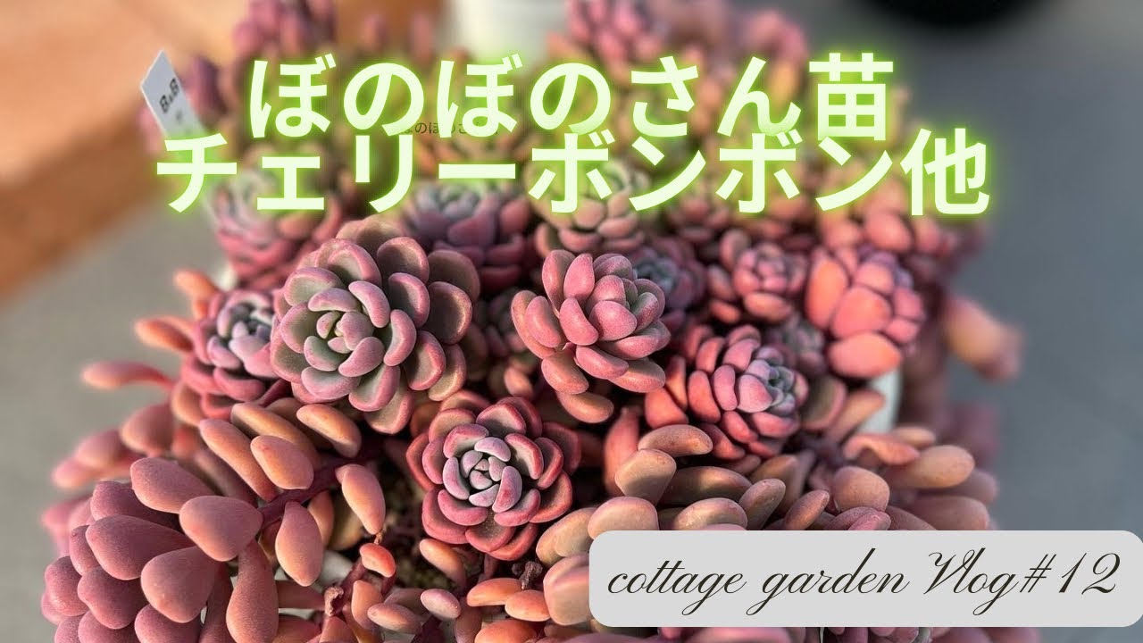 多肉植物】ぼのぼのさん苗販売会での品種ご紹介 - YouTube