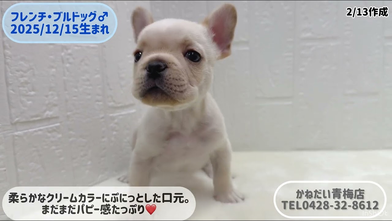 フレンチ・ブルドッグ 2025/12/15♂ - YouTube
