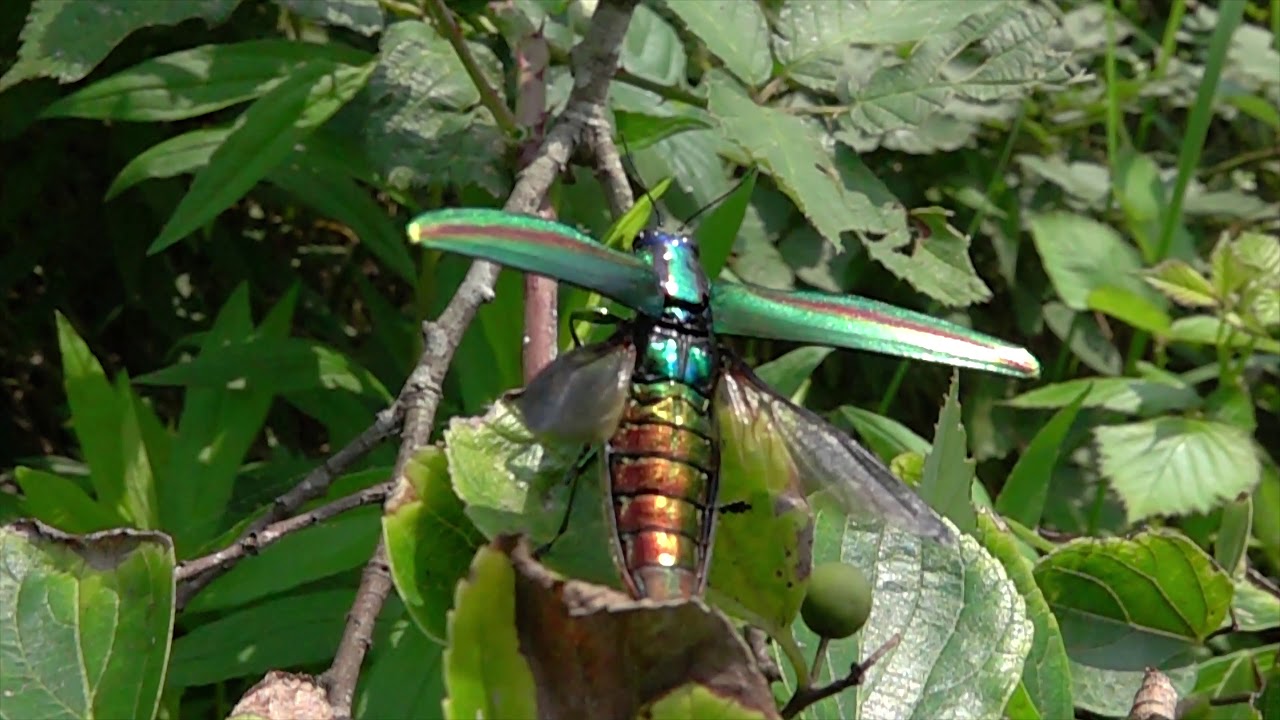 The iridescent Chrysochroa fulgidissima jewel beetle | The Kid