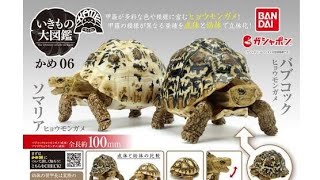 かめ 06』いきもの大図鑑 コンプリート開封動画 ガシャポン