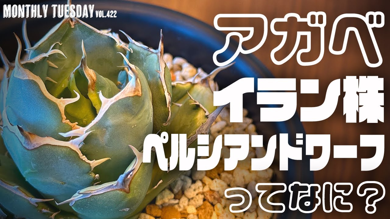 アガベ】ヤフオクで落札したイラン株アガベチタノタ ペルシアン