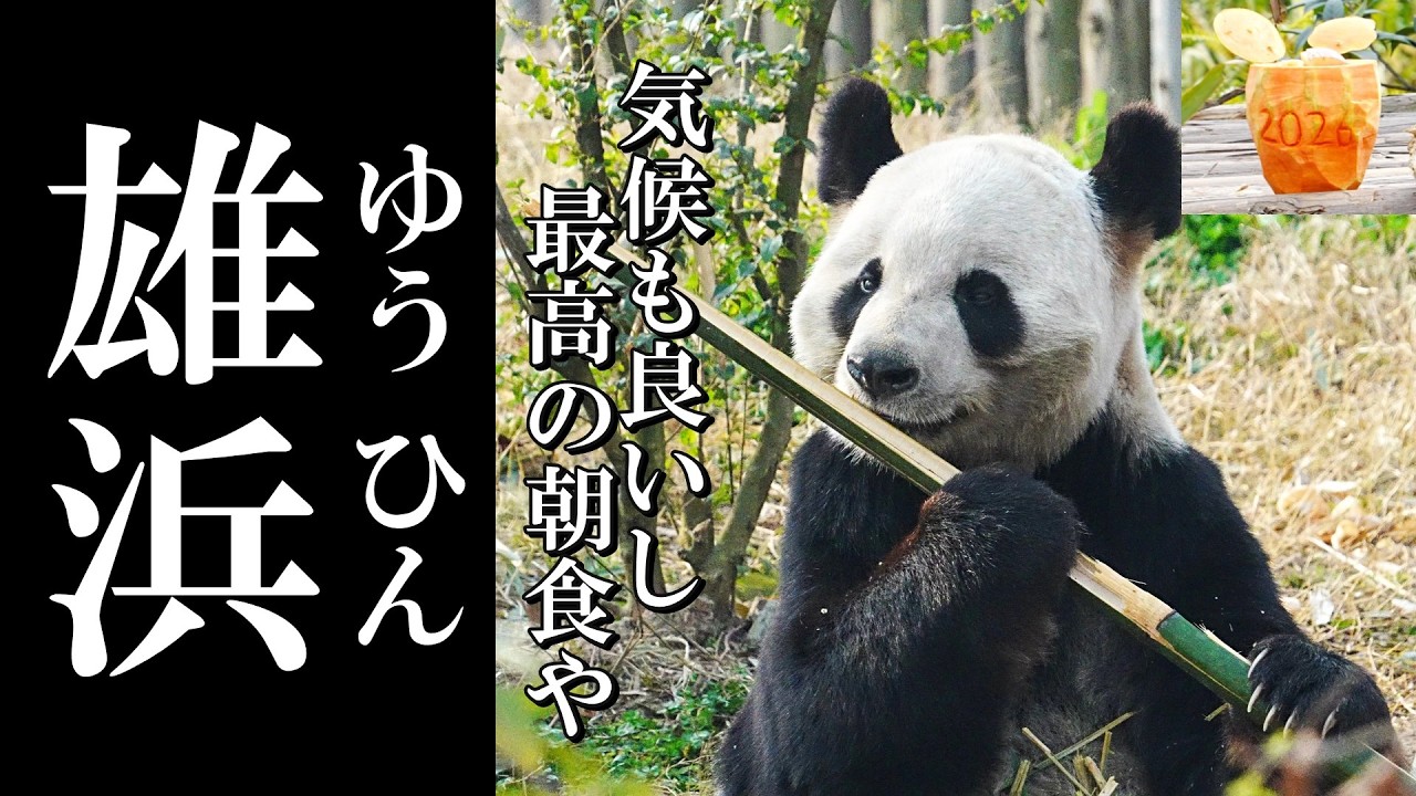 🎉24th Birthday】Happy Birthday Yuhin! Panda's Birthday Morning