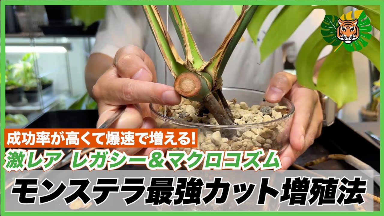 Monstera] Rare Legacy and Macrocosm plants propagated by cutting