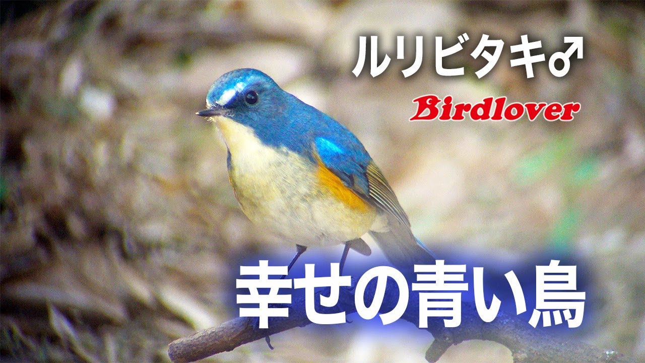 幸せの青い鳥に遭遇 / ルリビタキ♂ / Red-flanked bluetail - YouTube
