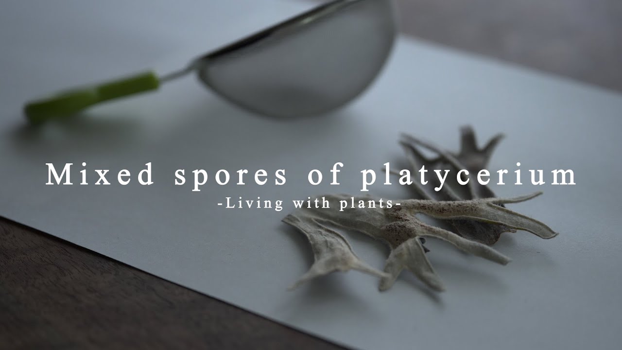 ビカクシダのMIX胞子培養/Mixed spores of platycerium【植物と暮らす