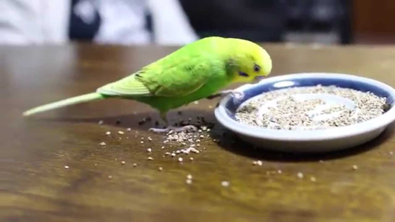 スタンダード】オーガニック(有機JAS認定)雑穀配合 セキセイインコ