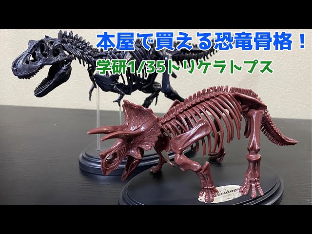 本屋で買える】学研トリケラトプス1/35骨格模型作ってみた！【恐竜