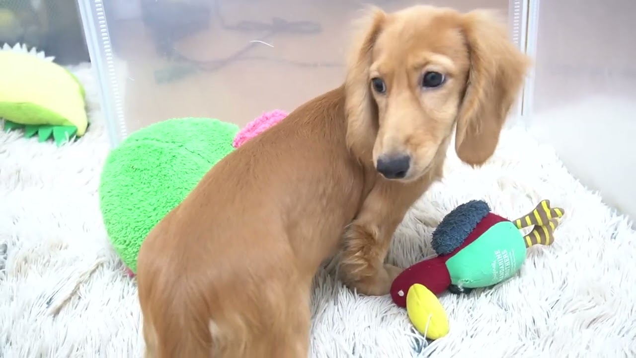 maxresdefault.jpg?sqp=-