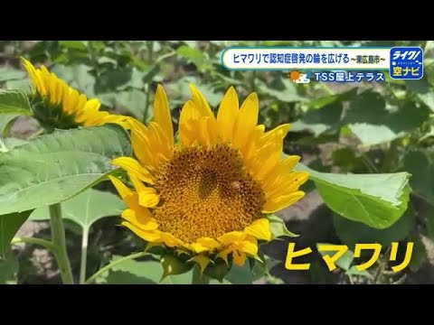 遊休地に1500本のヒマワリが咲く 「認知症」啓発に取り組む