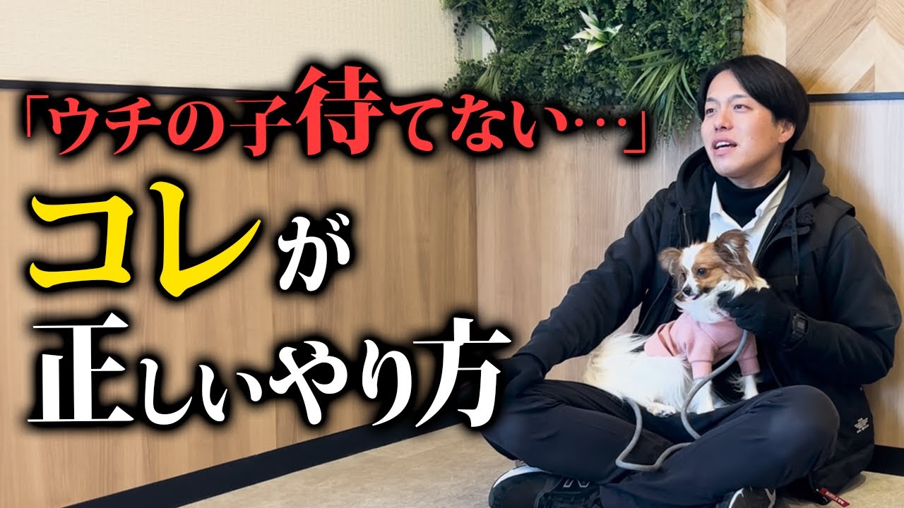 犬の待て】の教え方・しつけ方をドッグトレーナーが解説！（子犬/成犬