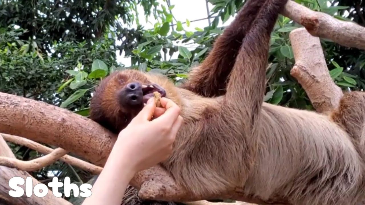 寝ながらいただきます～ナマケモノw。-The sloth eats a lot 神戸