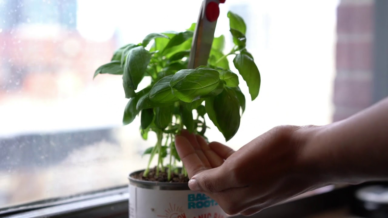 Summer Gardening Collection: 12 Kit Bundle (Herbs, Veggies