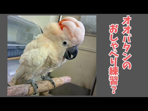 Konpamaru TV] Fukuoka Store #23 Is the Great Cockatoo practicing