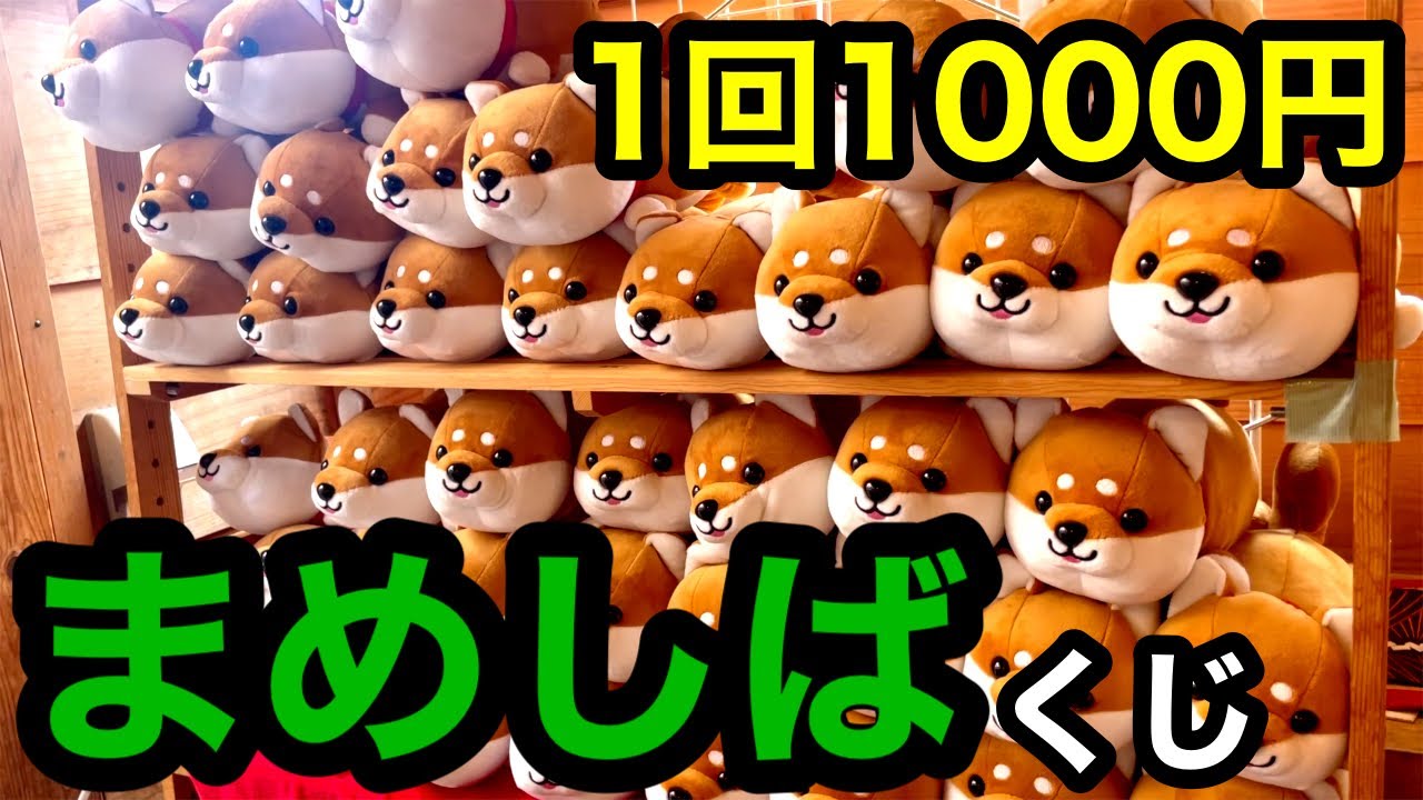 まめしばくじ】1回1000円のくじで特等の「超特大豆柴」GETなるか！？in
