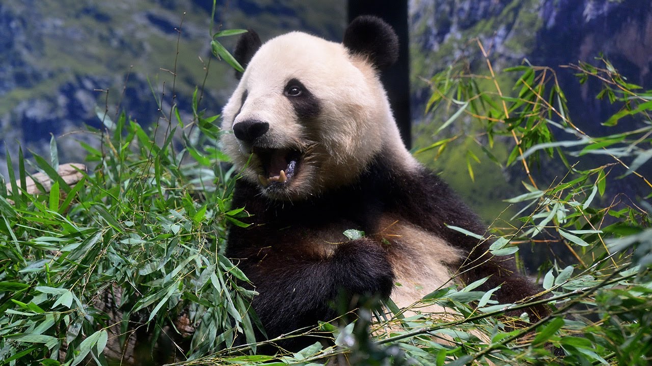 2026.01.02 今日のパンダ（4043日目）[8K] - YouTube