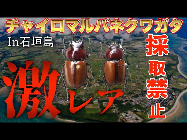 チャイロマルバネクワガタ】【沖縄昆虫採集】超レアな昆虫・生き物大量