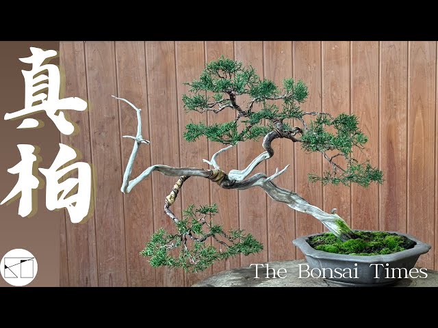 真柏】落ち枝による動きのある樹形に。 - YouTube