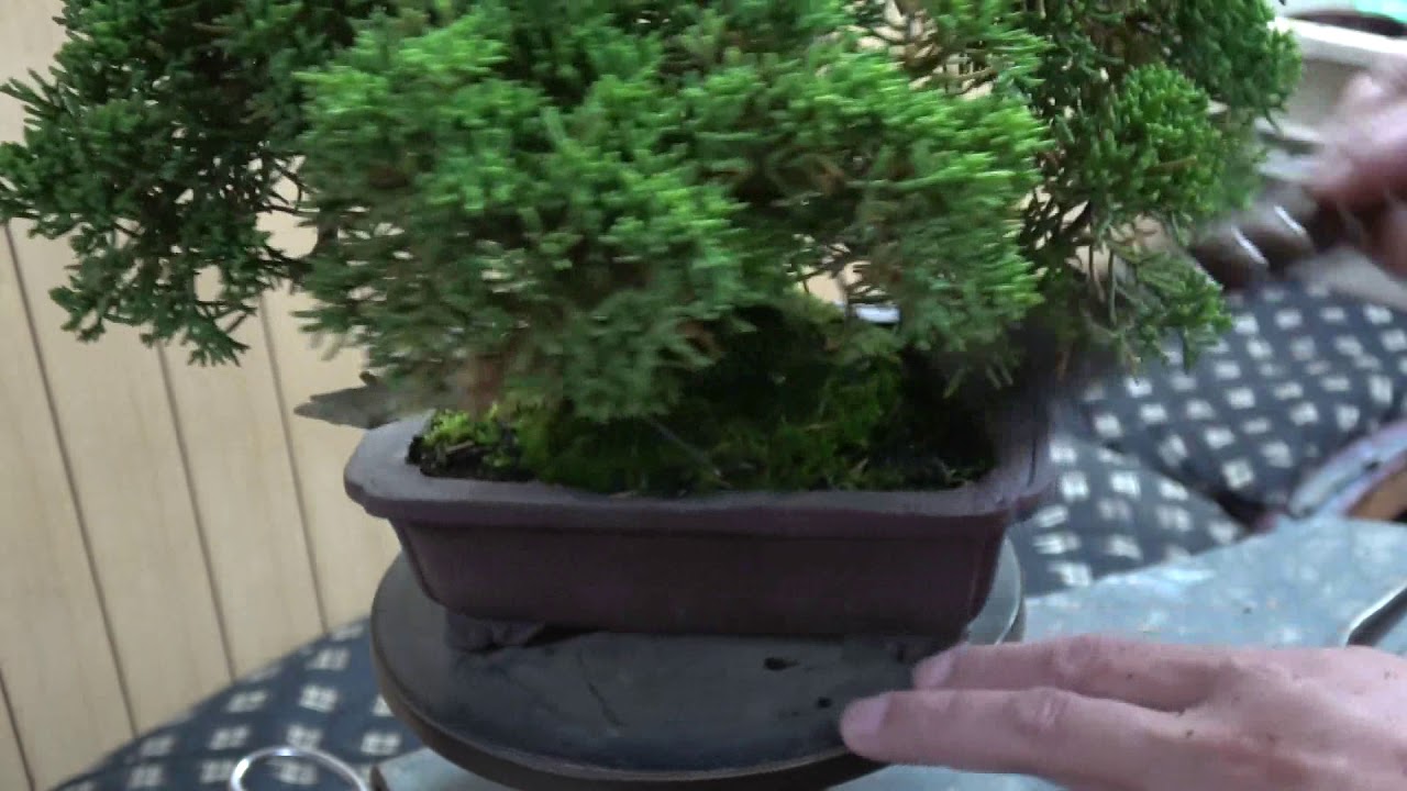 盆栽道具 鉢（棕櫚、シュロ）ホーキ - 盆栽、園芸道具の兼進